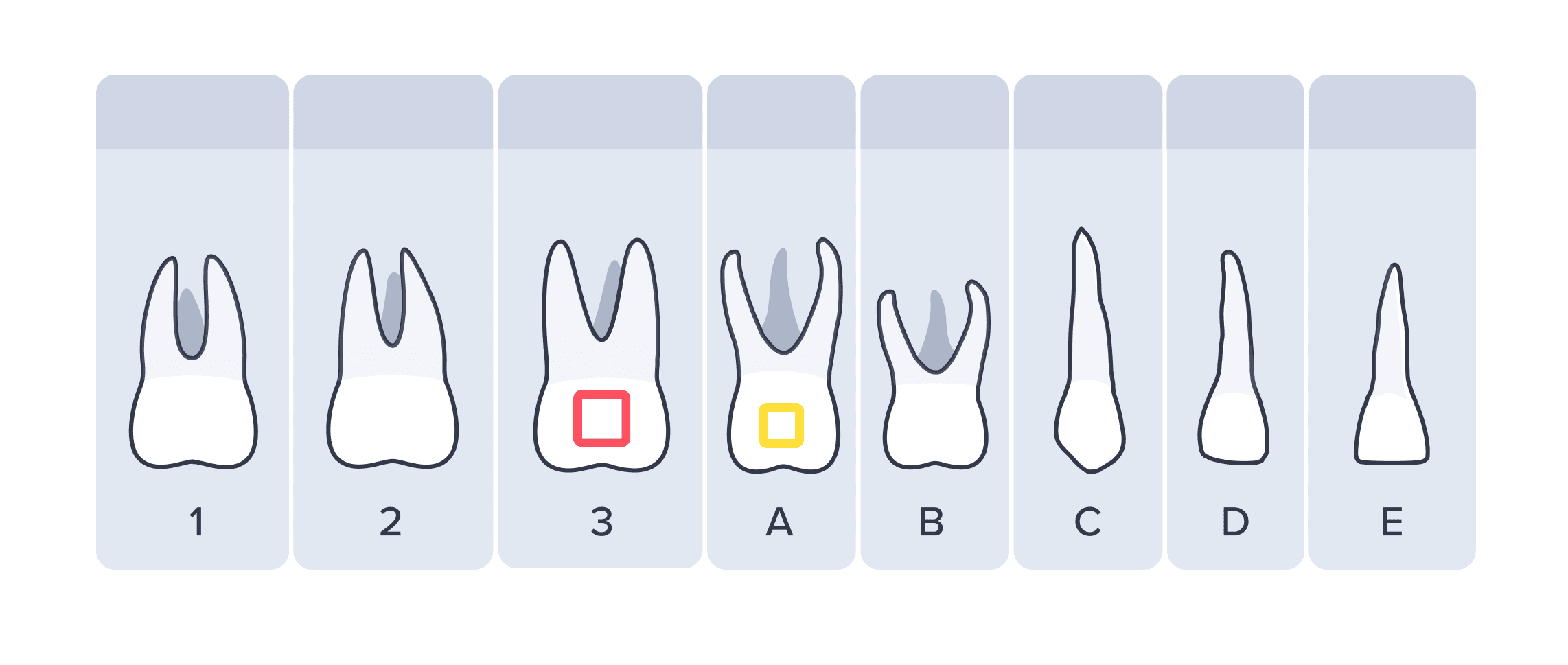 Odontogram with primary (kid) teeth alongside permanent teeth