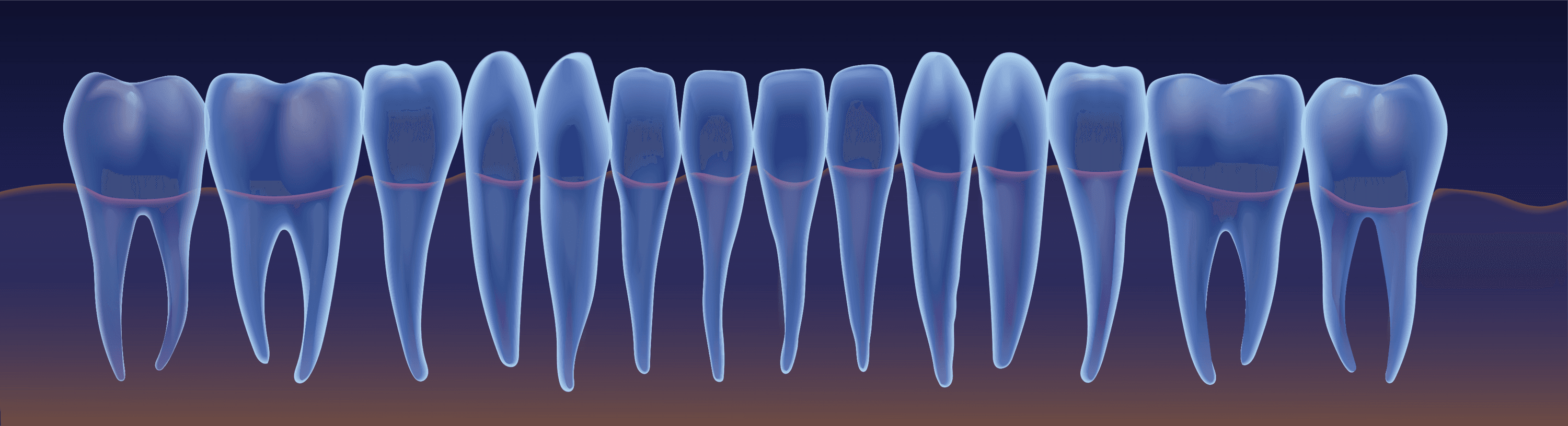 3D tooth illustrations drawn in Adobe Illustrator